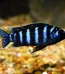 ishrav African Chiclid fish (1)