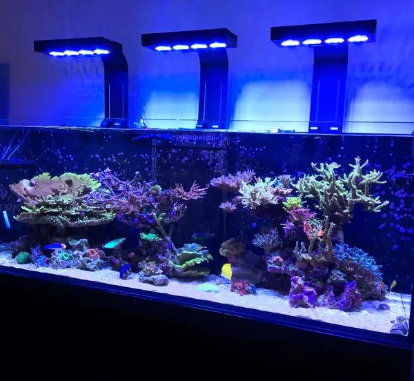 ishrav aquarium 10ft