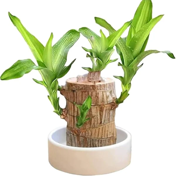 ishrav brazilian lucky wood