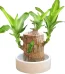 ishrav brazilian lucky wood