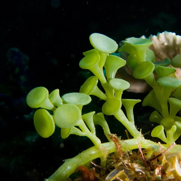 Caulerpa_racemosa_algae