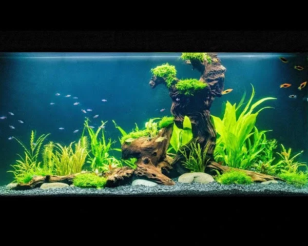 ishrav fresh water aquarium