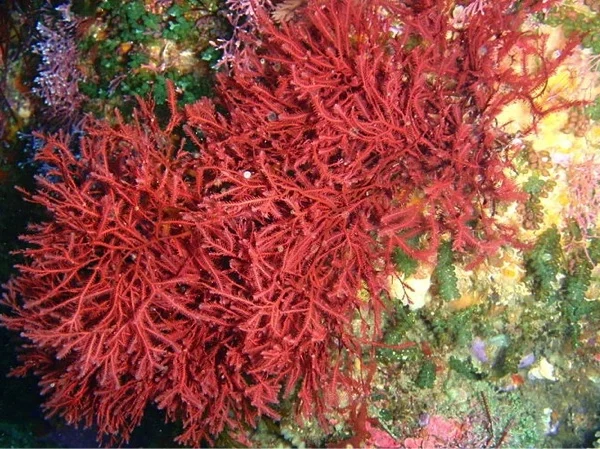 Rhodophyta