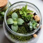 Terranium Plants