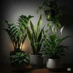 Low Light Plants