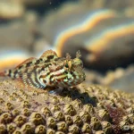 Blennies Fish