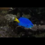 Damsel Fish