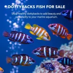 Dottybacks Fish