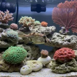 File Fish