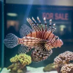 Lion Fish