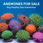 Anemones