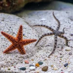 Sea Star