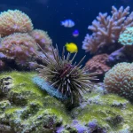 Urchins