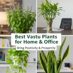 Vastu Plants