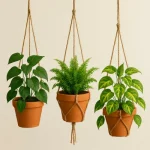 Hanging Plants