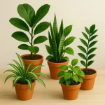 Indoor Plants