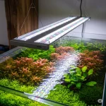 Planted Light