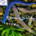 Eel Fish