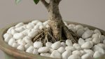 Ginseng Ficus Bonsai Tree – Premium Live Desktop Planter - Image 2