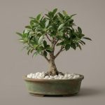 Ginseng Ficus Bonsai Tree – Premium Live Desktop Planter