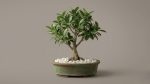 Ginseng Ficus Bonsai Tree – Premium Live Desktop Planter