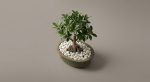 Ginseng Ficus Bonsai Tree – Premium Live Desktop Planter - Image 3