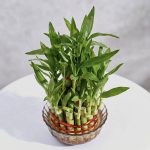 ZenVibe Live 2-Layer Lucky Bamboo – Premium Indoor Prosperity Plant