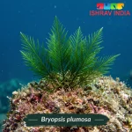 Codium fragile marine macroalgae for a saltwater aquarium