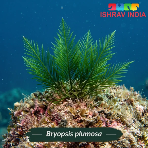 Codium fragile marine macroalgae for a saltwater aquarium