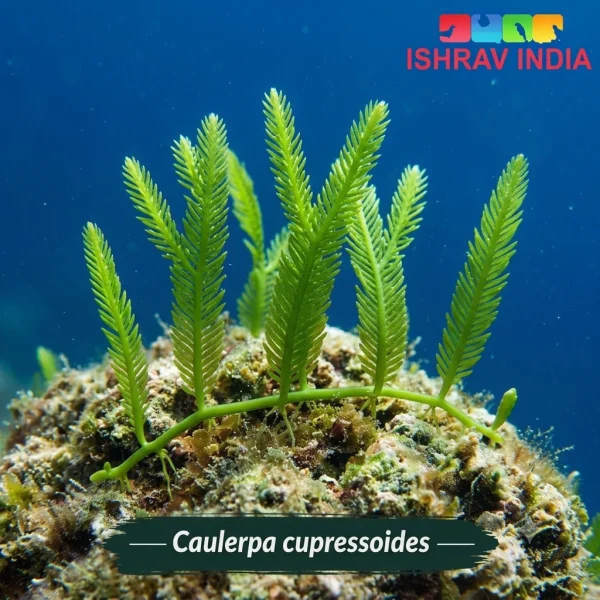 Caulerpa cupressoides marine macroalgae for a saltwater aquarium