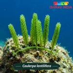 Caulerpa lentillifera – Marine Macroalgae for Saltwater Aquariums