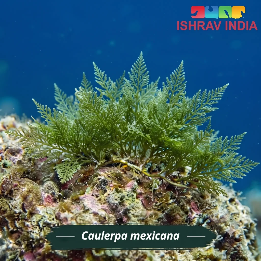 Caulerpa mexicana marine macroalgae for a saltwater aquarium