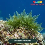Caulerpa mexicana marine macroalgae for a saltwater aquarium