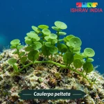 Caulerpa peltata marine macroalgae for a saltwater aquarium