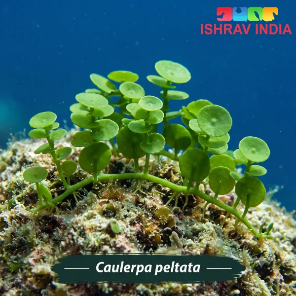 Caulerpa peltata marine macroalgae for a saltwater aquarium