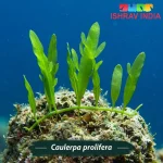 Caulerpa prolifera – Premium Live Marine Aquarium Algae