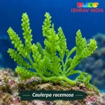 Caulerpa racemosa