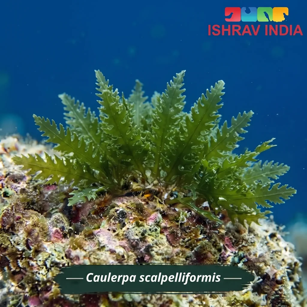 Caulerpa scalpelliformis marine macroalgae for a saltwater aquarium