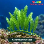 Caulerpa sertularioides marine macroalgae for a saltwater aquarium