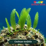 Caulerpa taxifolia marine macroalgae for a saltwater aquarium