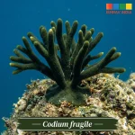 Codium fragile marine macroalgae for a saltwater aquarium