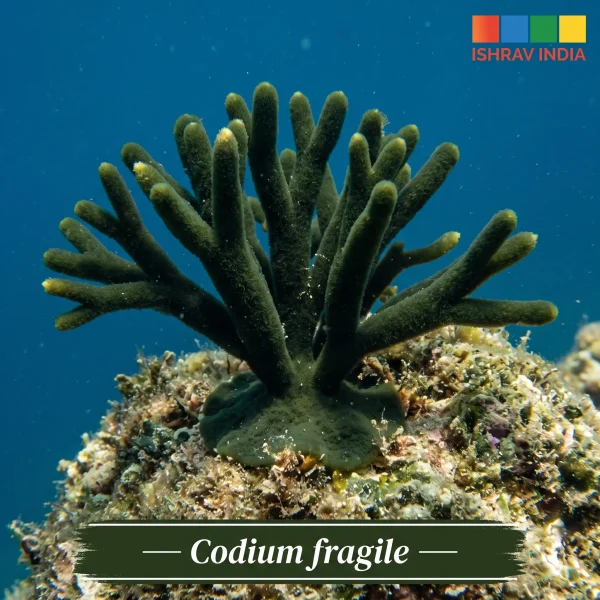 Codium fragile marine macroalgae for a saltwater aquarium