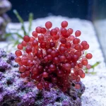 ed Grape Macroalgae (Botryocladia) – Premium Live Marine Aquarium Algae By ISHRAV.in
