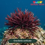 Gracilaria corticata marine macroalgae for a saltwater aquarium