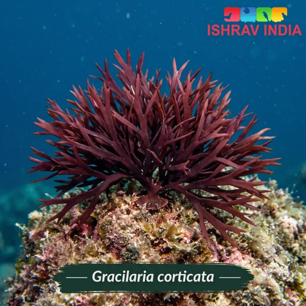 Gracilaria corticata marine macroalgae for a saltwater aquarium