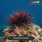 Gracilaria edulis marine macroalgae for a saltwater aquarium