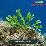 Halimeda gracilis marine macroalgae for a saltwater aquarium
