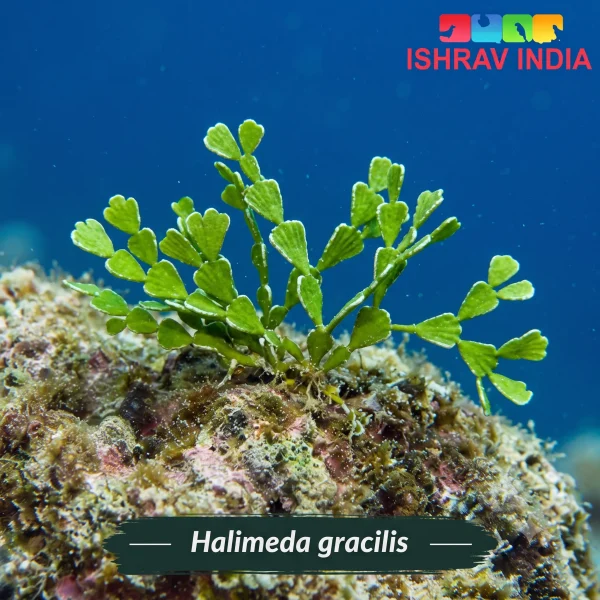 Halimeda gracilis marine macroalgae for a saltwater aquarium