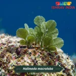 Halimeda macroloba marine macroalgae for a saltwater aquarium