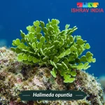 Halimeda opuntia marine macroalgae for a saltwater aquarium